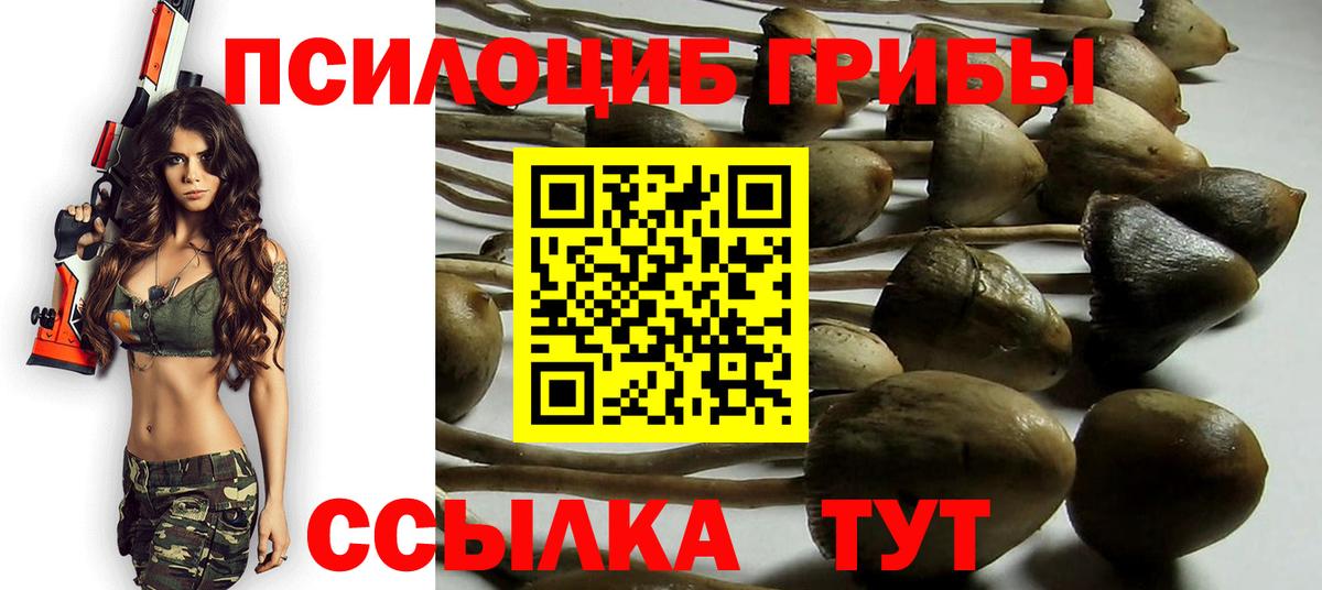Галлюциногенные грибы Psilocybe Кингисепп