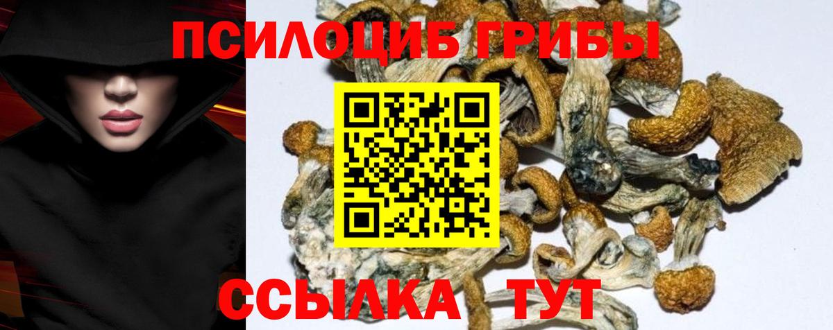 Кингисепп  Галлюциногенные грибы Cubensis  Вход с VPN  Галлюциногенные грибы прущие грибы 